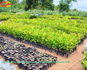 Visite terrain du Secrétaire général du CBF, Monsieur M. Hien Kpierenouor SOME à l&rsquo;ENAFA