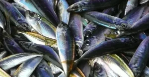 Présentation détaillée des filières de production halieutiques